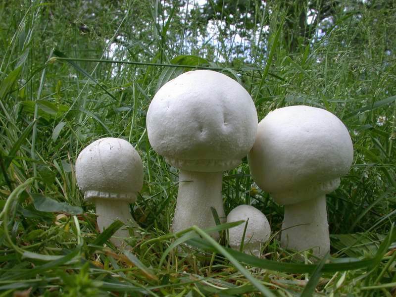 Nel Parco sotto casa...